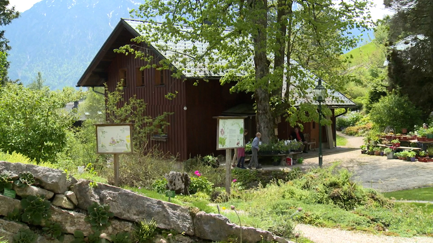 10. Gartentag im Alpengarten Bad Aussee