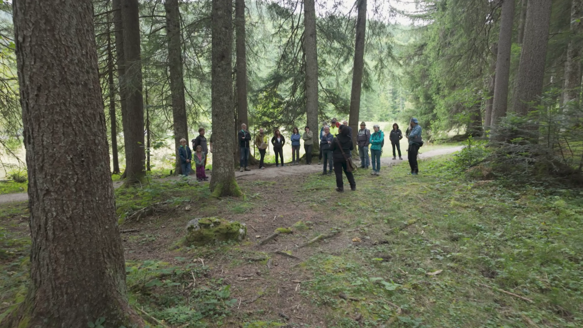 Wald der Zukunft