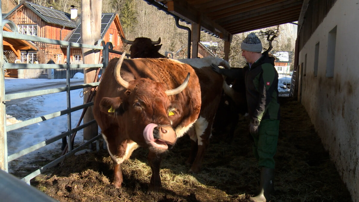 Bauerngemeinschaft Grundlsee