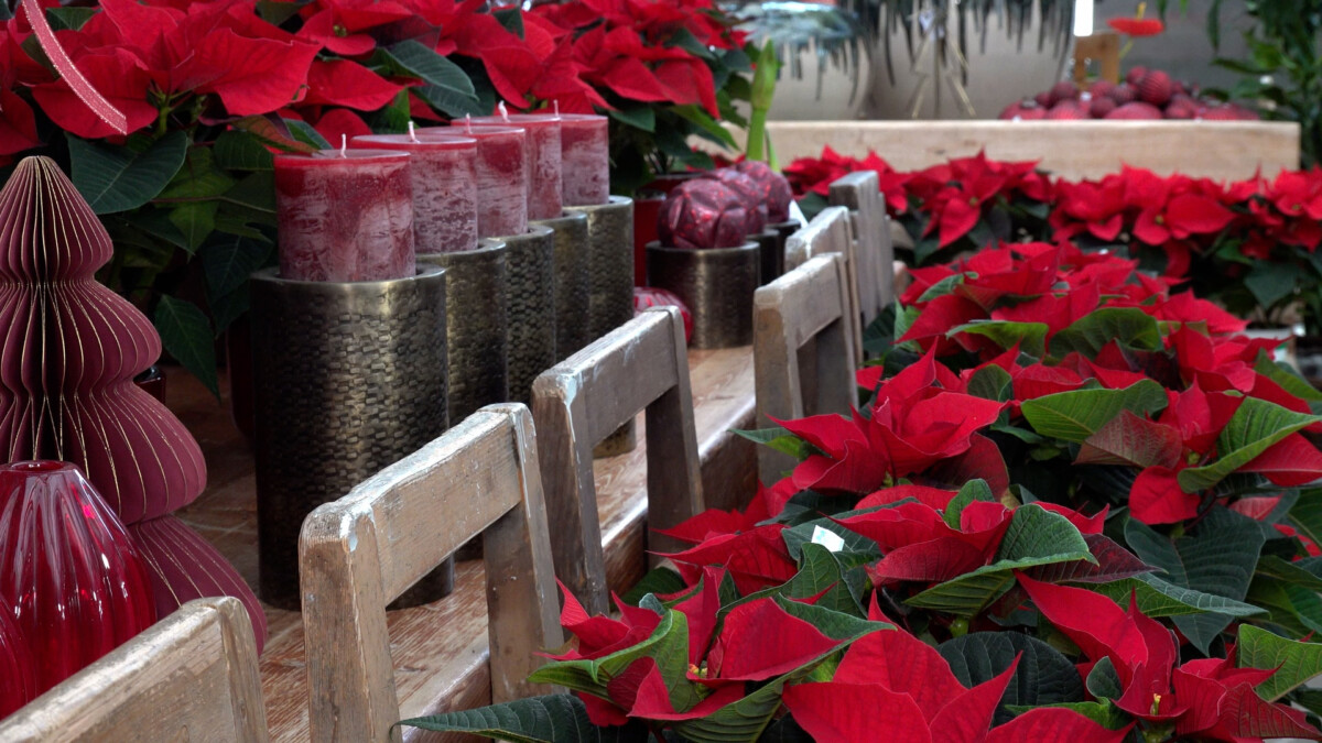 Die Pflege von Weihnachtsstern und Schneerosen