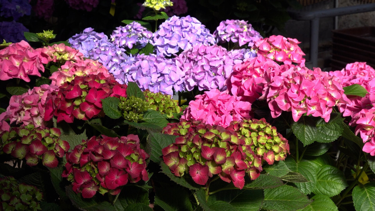 Was ist im Garten im Frühling zu tun?