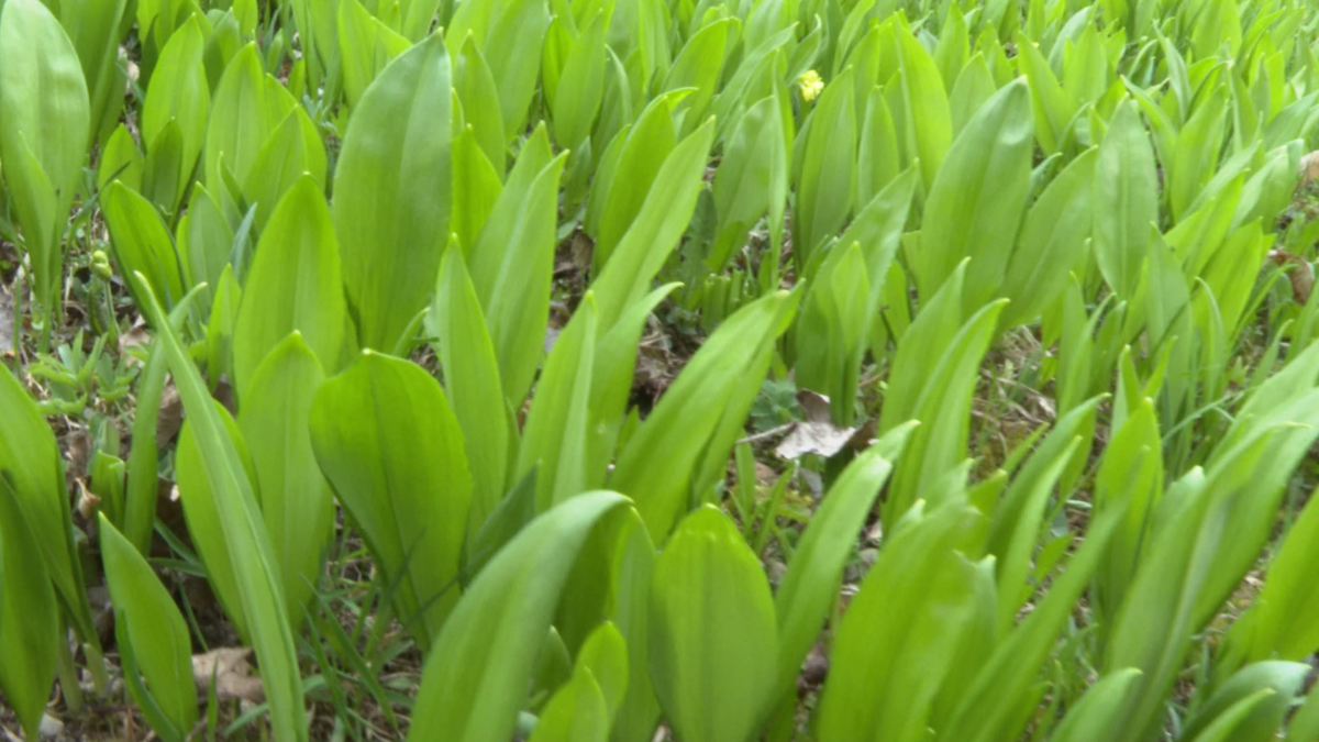 Bärlauch - Verwechslungsgefahr